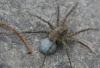 Pardosa morosa